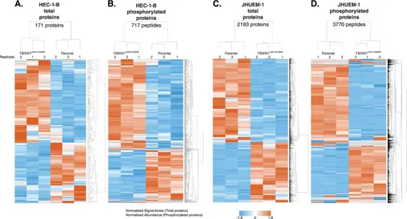 Unsupervised hierarchical clustering of total proteome peptides and phosphorylated peptides exhibiting significantly different levels in HEC-1-BFBXW7-R367X and JHUEM-1FBXW7-R505C mutant parental cells compared to isogenic mutation-corrected cells in replicate lysates prepared for each cell line.