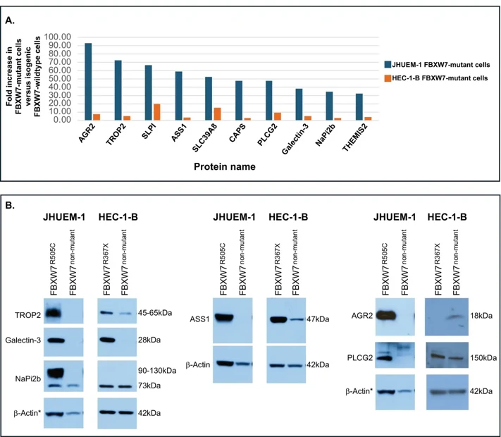 (A) Total proteins that exhibited significantly higher mass spectrometry-detected protein levels in both HEC-1-BFBXW7-R367X and JHUEM-1FBXW7-R505C mutant lines, compared to the isogenic mutation-corrected cells. (B) Western blot detection of six proteins-of-interest in JHUEM-1 and HEC-1-B parental FBXW7-mutant cells compared to isogenic mutation-corrected cells.