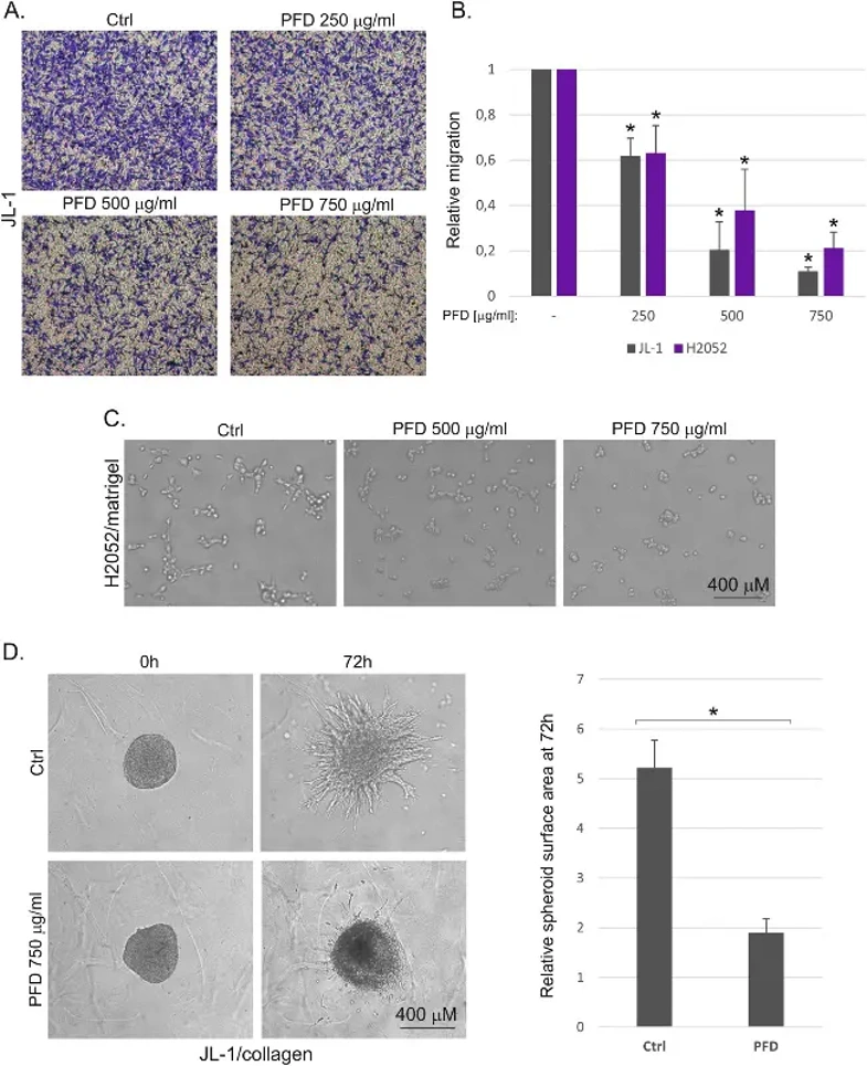 Pirfenidone reduces mesothelioma cell migration and 3D invasive growth.