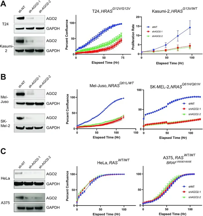 AGO2 knockdown inhibits proliferation in mutant HRAS and NRAS but not WT RAS cell lines.