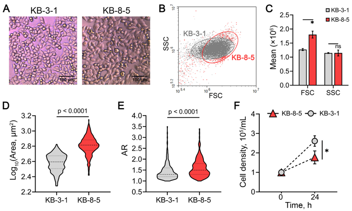 Identification of key biological processes in KB-3-1 and KB-8-5 cells.