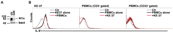 During the co-cultures with healthy PBMCs, KE-37 cells express IL-6 and down-modulate Notch1-active protein upon GSI treatment.