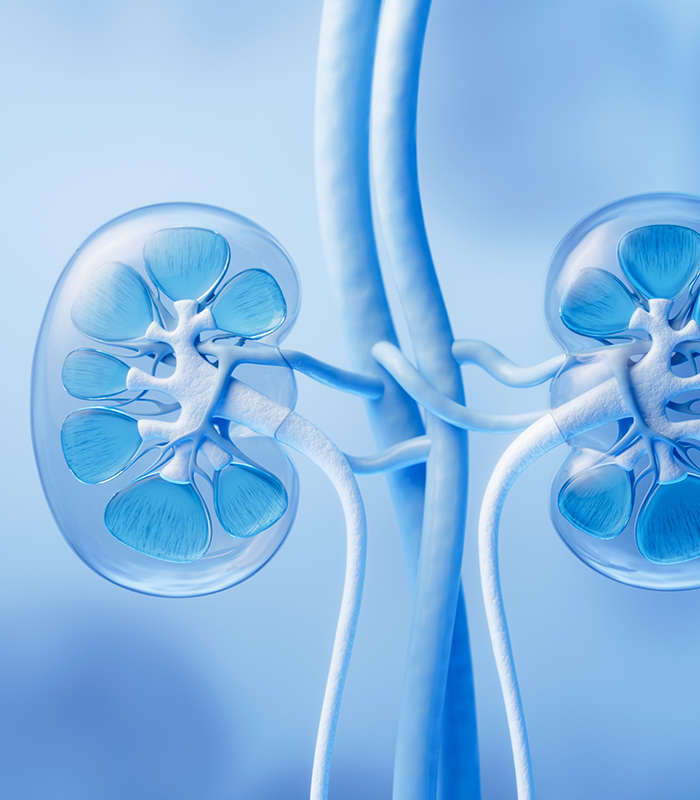 Kidney Tumor Cell Models