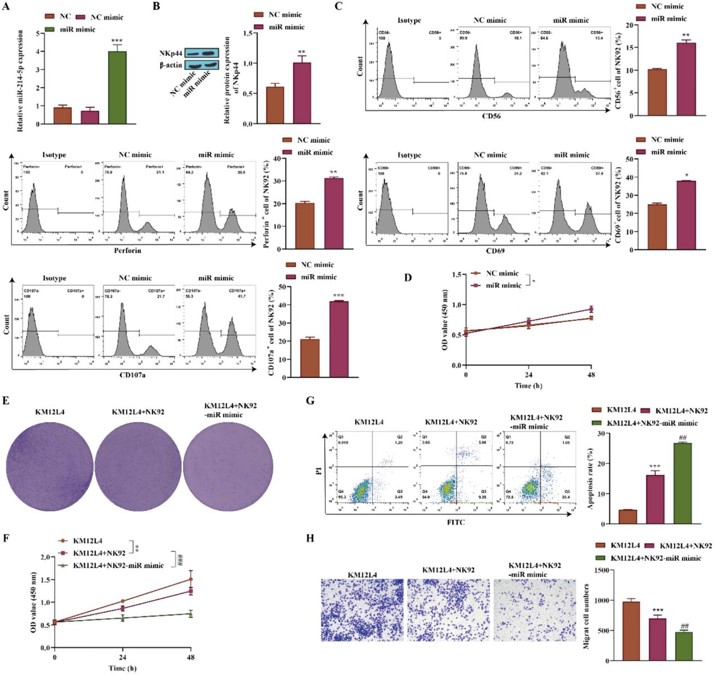 miR-214-5p restrains CRC cell migration by affecting NK cell activity.