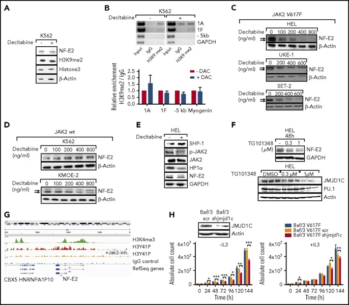 Decitabine-dependent downregulation of NFE2 occurs selectively in the presence of JAK2V617F.