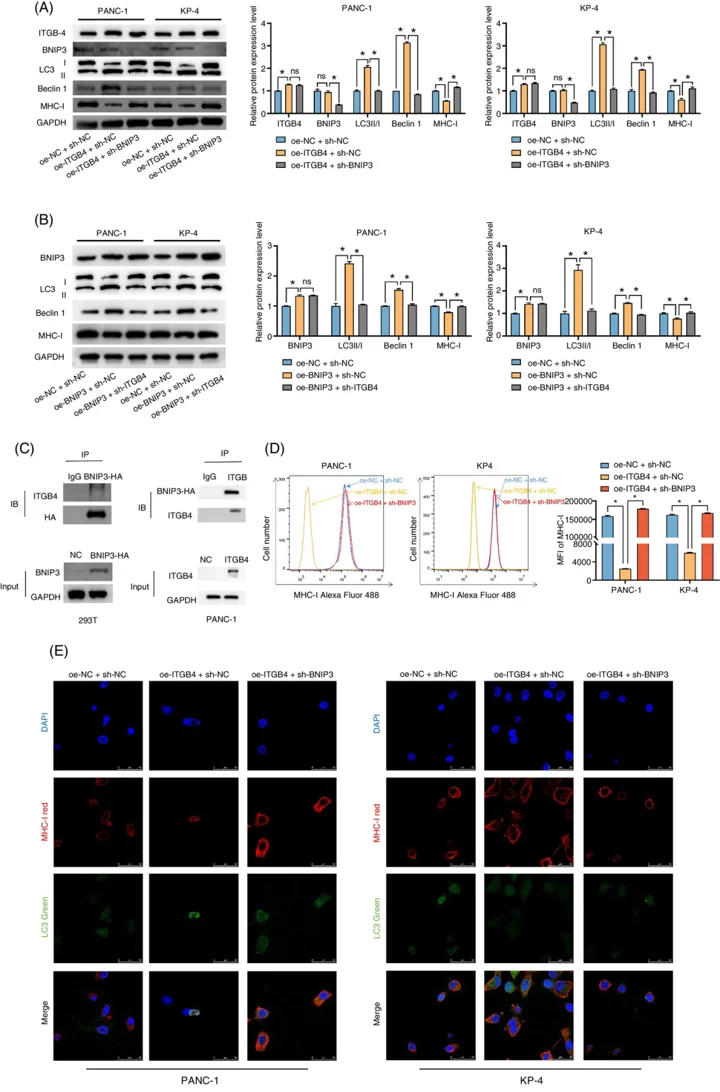 ITGB4 Activated Cellular Autophagy and Degraded MHC-I by Binding to BNIP3.