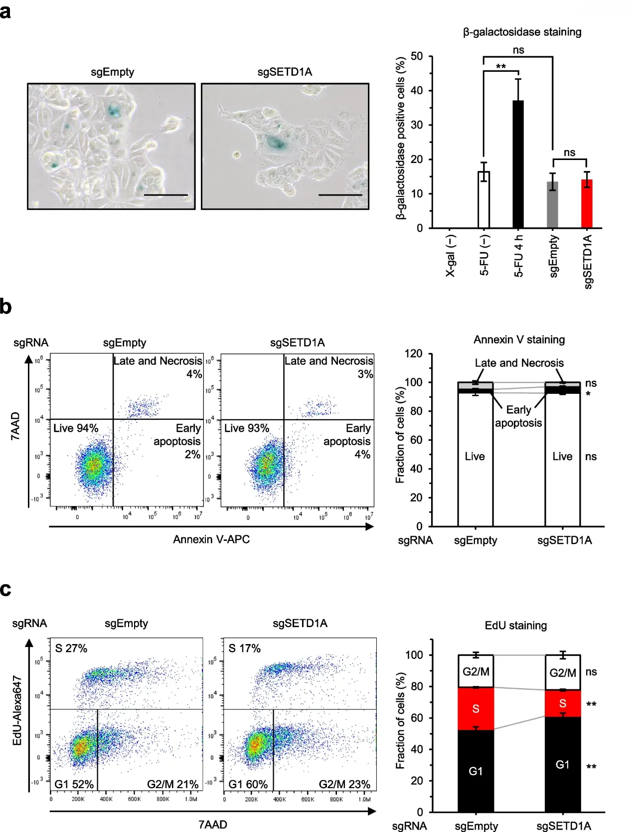 Disruption of SETD1A induces cell cycle arrest from G1 phase to S phase in breast cancer cells.