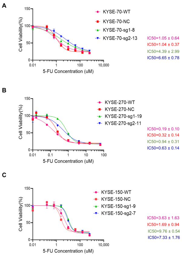 Dose-response curves of esophageal cancer cell lines treated with 5-FU and their corresponding IC50 values.