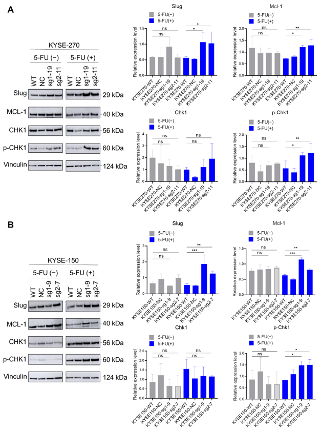 Western blot analysis of Slug, MCL-1, Chk1 and p-Chk1 expression before and after 5-FU treatment in KYSE-270 (A) and KYSE-150 (B) cell lines.