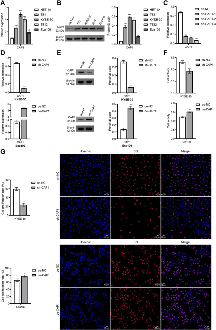 (A, B) CAP1 expression in esophageal epithelial cells and ESCA cell lines. (C) CAP1 expression at three knockdown sites in KYSE-30 cells. (D, E) qRT-PCR and Western blot detection of CAP1 expression. (F) ESCA cell viability. (G) ESCA cell proliferation.