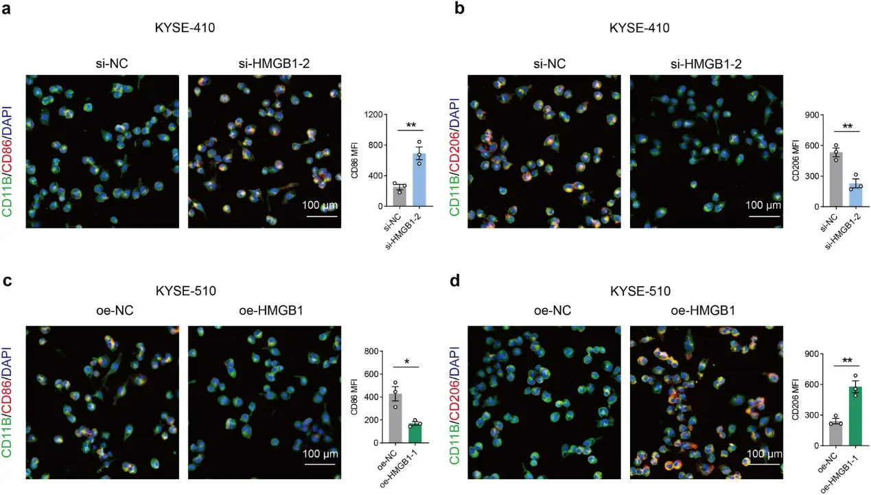 The effects of HMGB1 on the macrophage polarization.