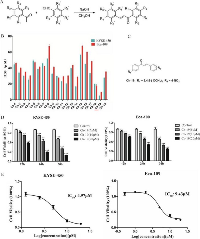 Inhibitory effect of 20 chalcone derivatives against ESCC cells in vitro.