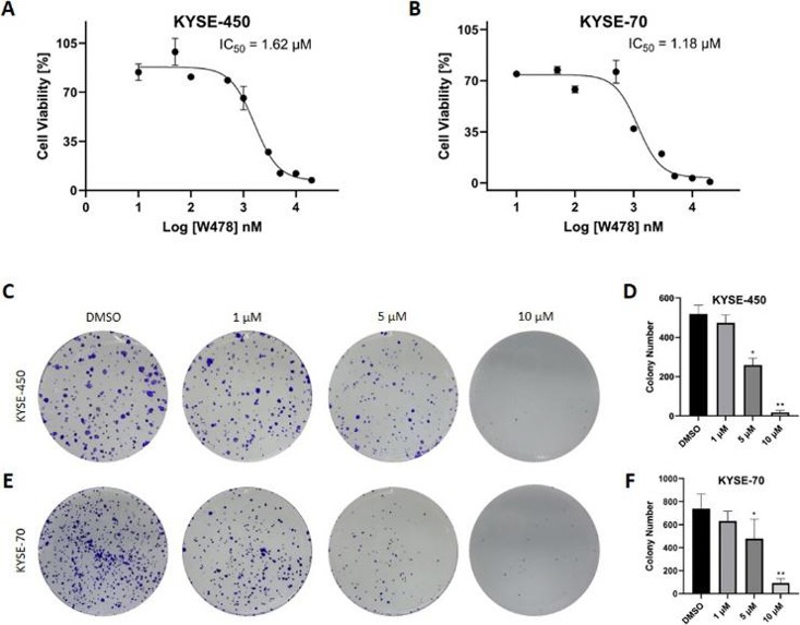 Compound W478 inhibits the proliferation of esophageal cancer cell.