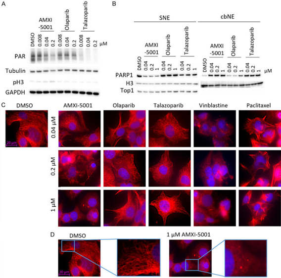 AMXI-5001 is a potent inhibitor of PARP and microtubule polymerization.