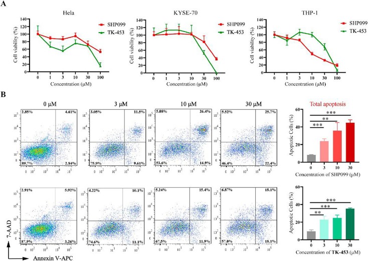 Effect of TK-453 on cell proliferation (A) and apoptosis (B).