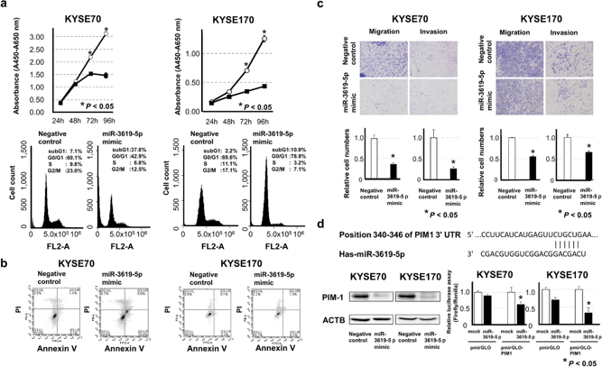 Tumor suppressive function of miR-3619-5p in ESCC cells KYSE70 (TP53 wild-type) and KYSE170 (TP53 mutant). (a) Cell proliferation and cell cycle analysis following miR-3619-5p overexpression. (b) Apoptotic cell analysis was conducted by annexin V-FITC/propidium iodide (PI) double staining and flow cytometry 72 h after transfection. (c) Transwell migration and invasion assays revealed that miR-3619-5p inhibited the migration and invasion capabilities of both types of ESCC cells. (d) Western blot analysis was performed to assess PIM1 protein expression 72 h after transfection.
