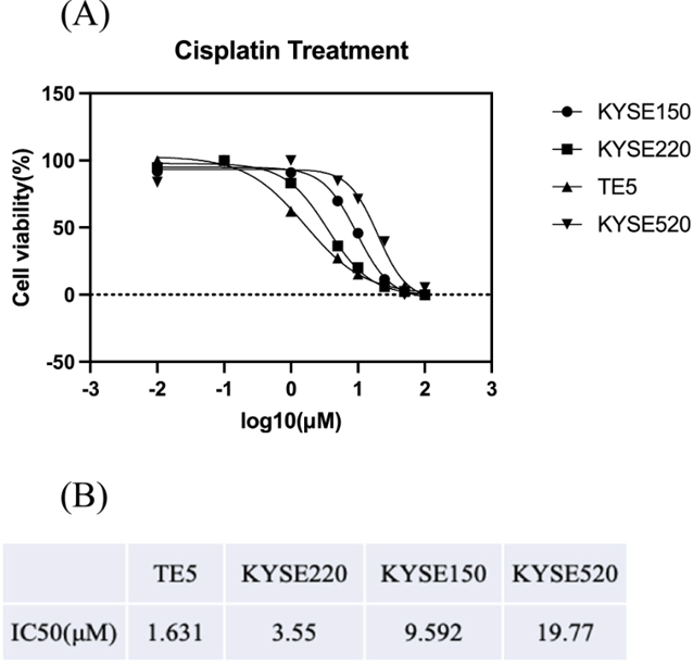 Cell proliferation assays using cisplatin on four ESCC cell lines. (A) Effect of cisplatin on cell proliferation of ESCC cell lines, KYSE150, KYSE220, KYSE520, and TE5 at 48 h. (B) Summarization of the IC50.