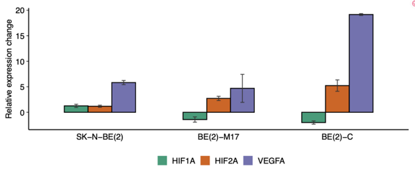 Quantification of HIF1A, HIF2A and VEGFA mRNA by quantitative reverse transcription PCR (RT-qPCR) after 72 h of hypoxia in the SK-N-BE(2) group-related cells