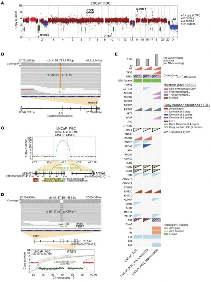 The LNCaP_FGC genome comprises major oncogenic events observed in metast...