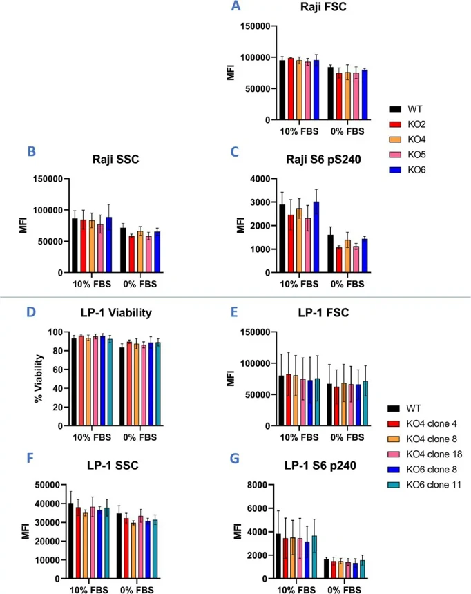 Loss of TBCK does not alter S6 phosphorylation in Raji or LP-1 cells.