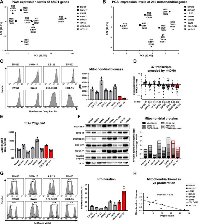 Multi-parameter analysis of mitochondrial biomass in CRC cell lines.