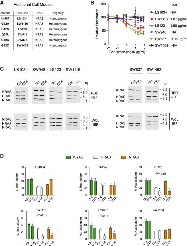 Validation of identified EGFR inhibitor-sensitive RAS mutants in additional model systems.