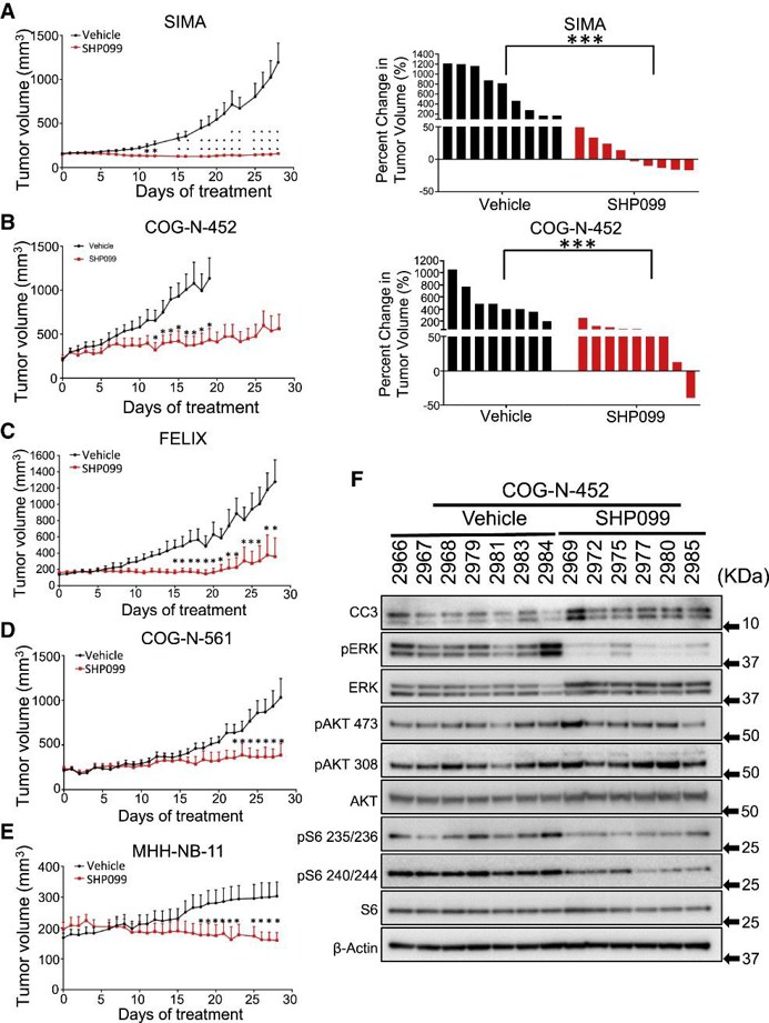 SHP099 treatment inhibits tumor growth in high-risk in vivo models of neuroblastomas.