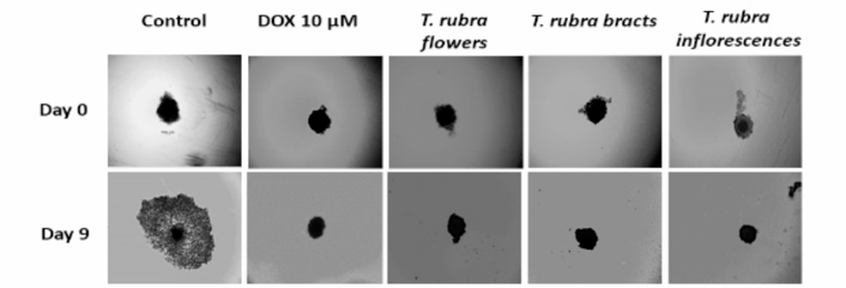 Mia PACA-2 three-dimensional spheroid formation/growth after incubation with 1 mg/mL of the different parts of T. rubra extract.