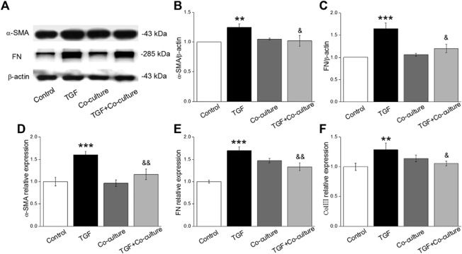 TGF-β1 treatment enhances the level of fibrotic-related protein/mRNAs and BMSCs reverse the above expression in MLg.