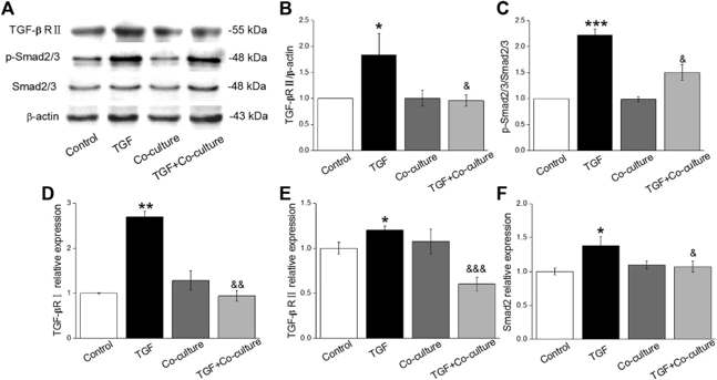 BMSCs decrease the level of TGF-β1/Smad signaling pathway proteins in MLg treated with TGF-β1.