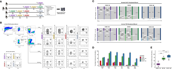 NK cell dynamics in peripheral blood