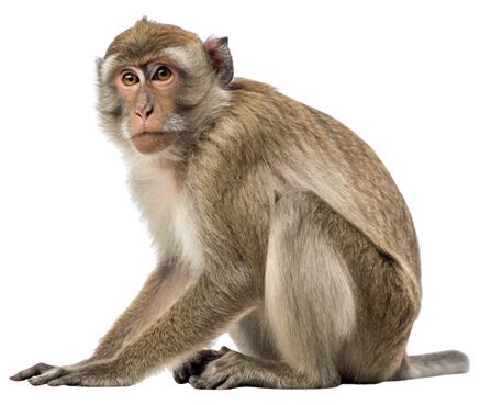 Monkey Tumor Cells