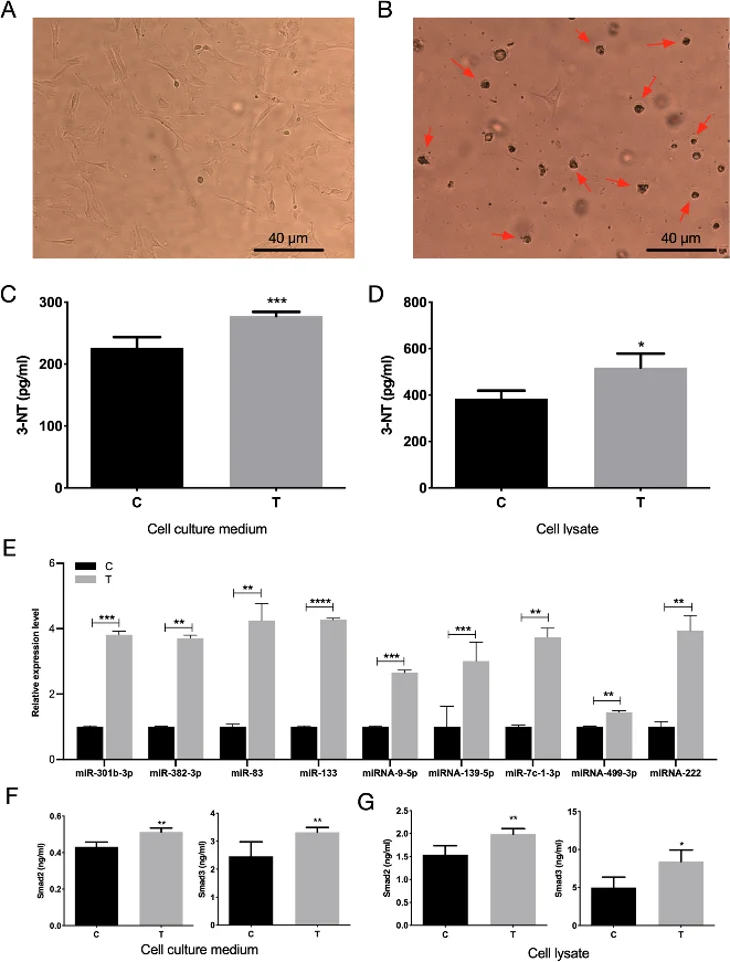 Alteration of nitration level and TGFβ/Smads signaling pathway related miRNA/protein of intra/extracellularly of mouse aortic adventitial fibroblasts (MAFs) after acute exposure to UFPs.