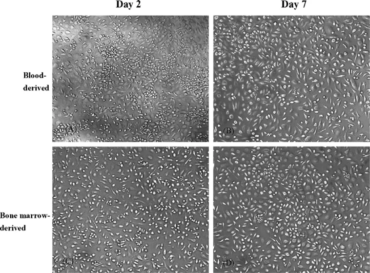 Photomicrographs of primary cultures of mouse monocytes/macrophages at selected incubation times in vitro.