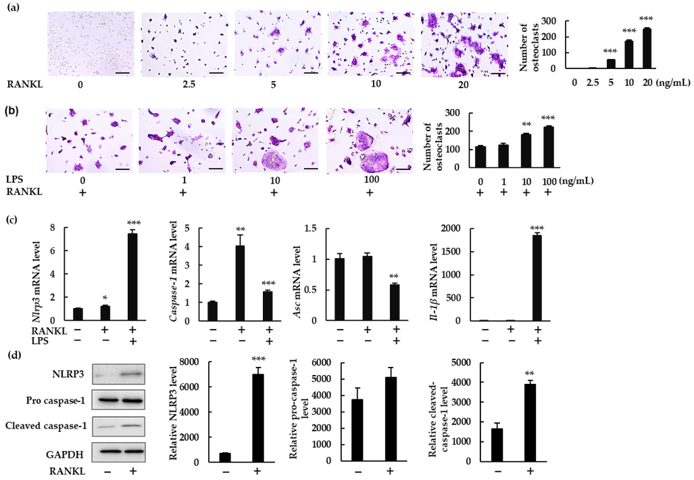 NLRP3 inflammasome-related gene and protein expression in bone marrow macrophages (BMMs) treated with receptor activator of nuclear factor-κB ligand (RANKL) in the presence or absence of lipopolysaccharide (LPS).