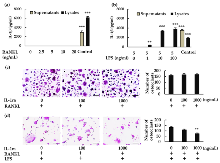 Production of IL-1β and its involvement in osteoclastogenesis.