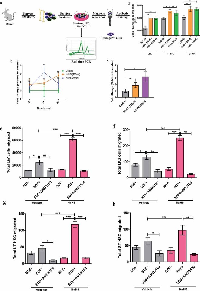 Enhanced CXCR4 receptor expression on NaHS treated BMMNCs and chemotaxis of HSPCs toward SDF-1α.