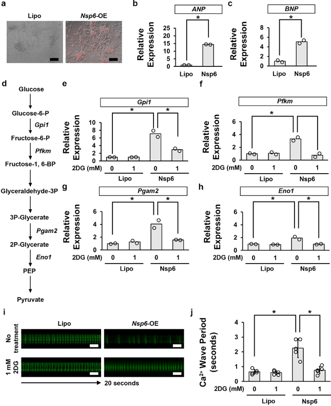 Inhibiting glycolysis activity by 2DG attenuates SARS-CoV-2 Nsp6-induced heart hypertrophy and functional defects in mouse primary cardiomyocytes.