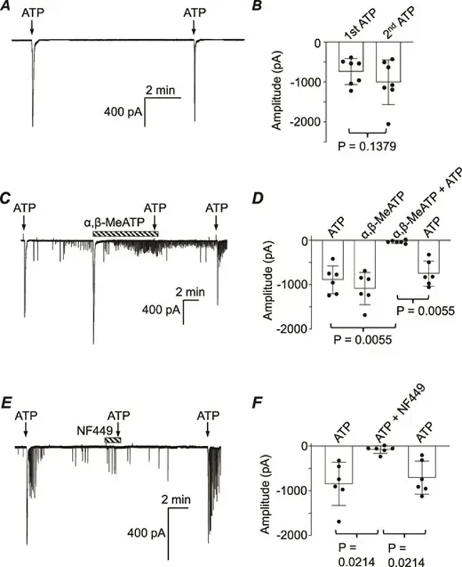 A, effect of adenosine triphosphate (ATP) (1 μm) applied for 10 seconds (arrows) on a mouse CCSM cell voltage clamped at -60 mV. ATP evoked similar transient inward currents when applied 8 minutes apart. B, summary effect of two applications of ATP (1 μm), applied as in A, for 10 seconds, 8 minutes apart. No significant difference between the 1st and 2nd applications were observed (n = 7, Student paired t test). C, effect of α,β-methylene ATP (10 μm) on the effect of ATP (1 μm). When applied alone ATP evoked inward currents as in Figure 1. α,β-methylene ATP (10 μm) evoked a transient inward current blocked the effect of ATP. D, summary effect of α,β-methylene ATP (n = 6, P value obtained using ANOVA followed by Holm-Šídák post hoc test). E, effect of NF449 (1 μm) on the effect of ATP (1 μm). When applied alone ATP evoked inward currents. NF449 reversibly blocked the effect of ATP. F, summary effect of NF449 (n = 6, P values obtained using analysis of variance followed by the Holm-Šídák post hoc test).