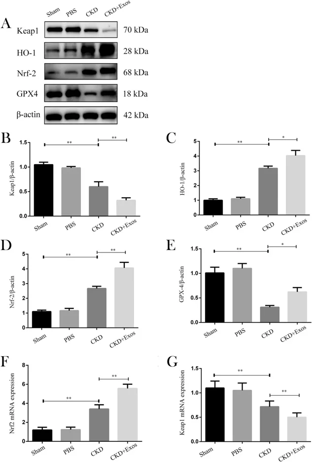 DPSC-exos activated the Keap1 /Nrf2 /GPX4 signaling pathway that regulates ferroptosis in vivo.