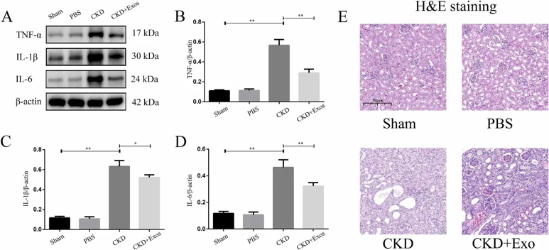 DPSC-exos can reduce the inflammation of damaged parts.