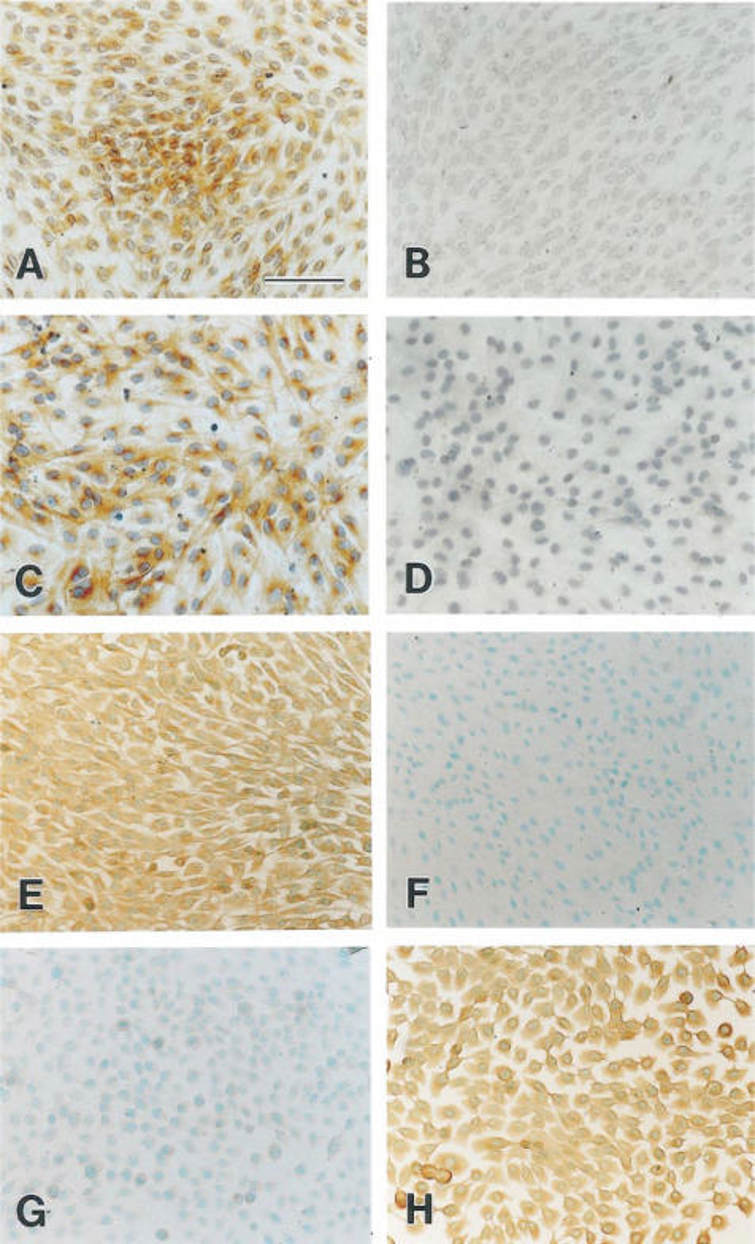 Immunohistochemical characterization of serially cultured papilla cells.