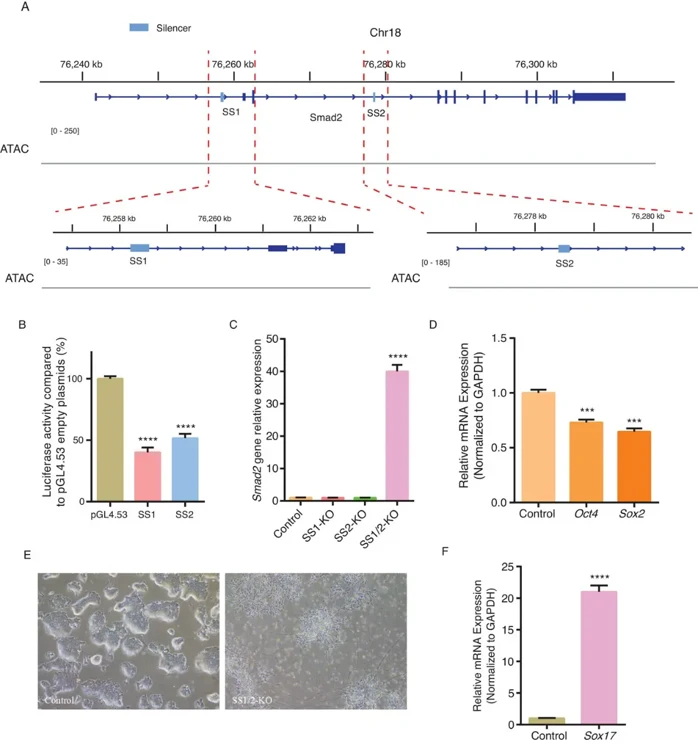 Knockout of Smad2 Silencers Promotes Differentiation of Mouse Embryonic Stem Cells.