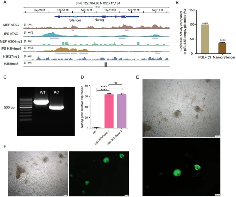Knockout of Nanog Silencer Significantly Enhances iPSCs Induction Efficiency.