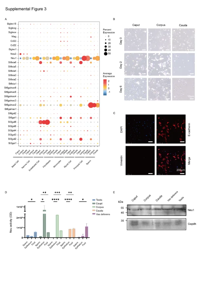 NEU1 expression in epididymal epithelial cells and its secretion into the epididymal fluid.