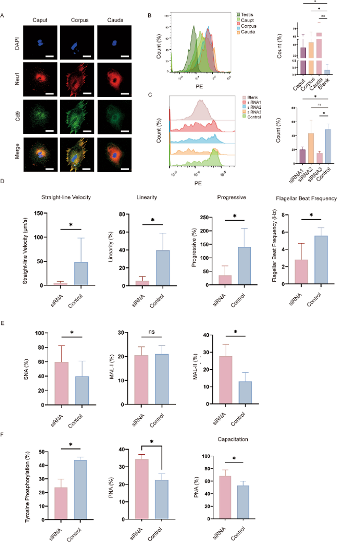 Epididymal epithelial cells transfer NEU1 to sperm.