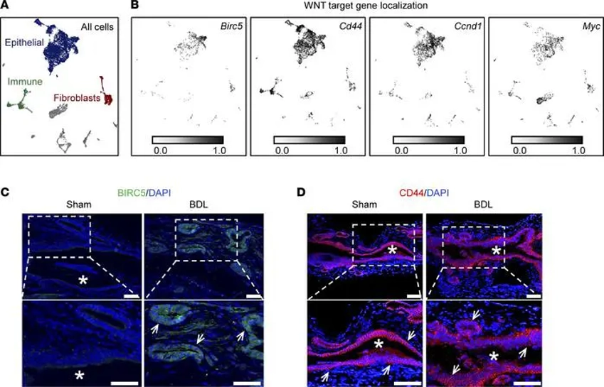 Cholangiocytes are WNT target cells.