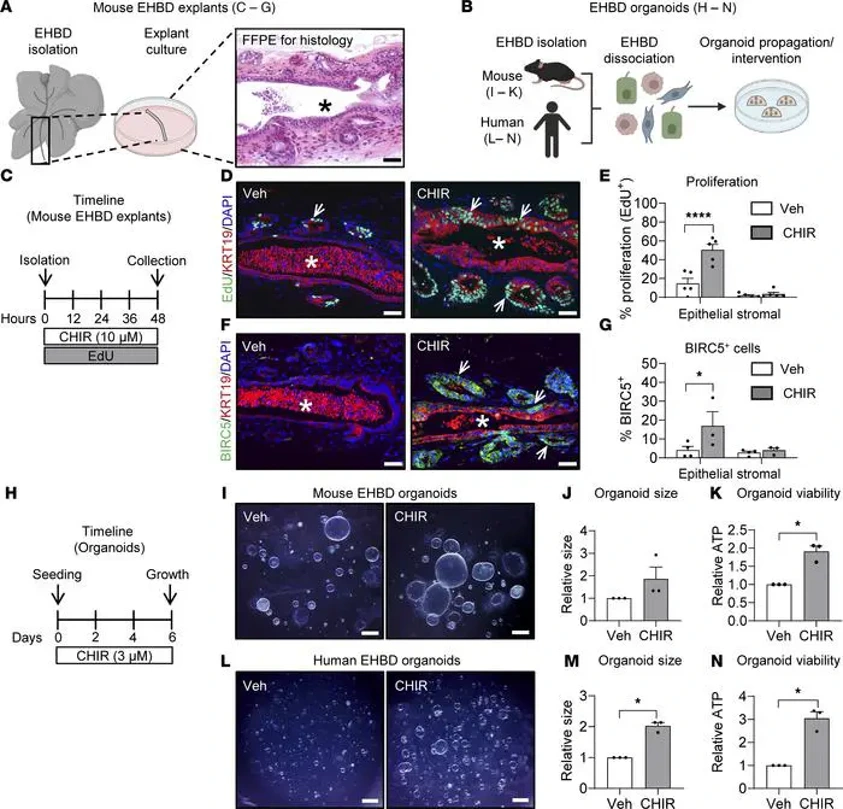 Canonical WNT activation promotes cholangiocyte proliferation in mouse E...
