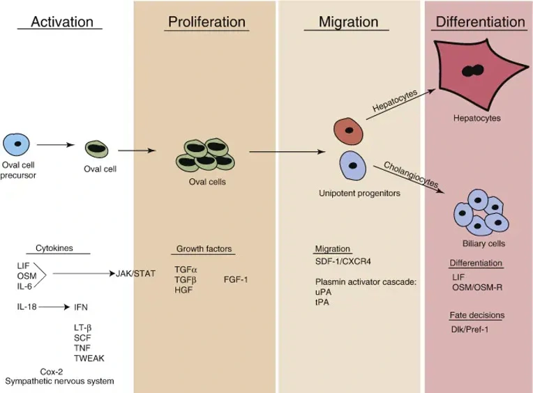 A timeline representing the stages of oval cell activation: activation, proliferation, migration, and differentiation.