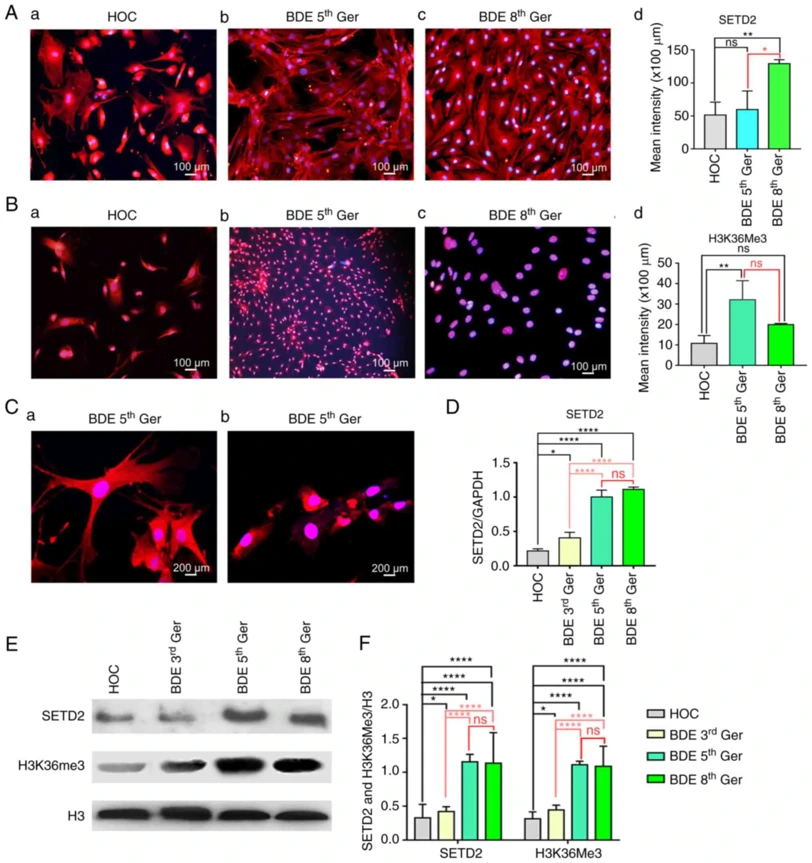 SETD2 and H3K36me3 expression in mice HOCs induced to differentiate into BDEs in vitro.